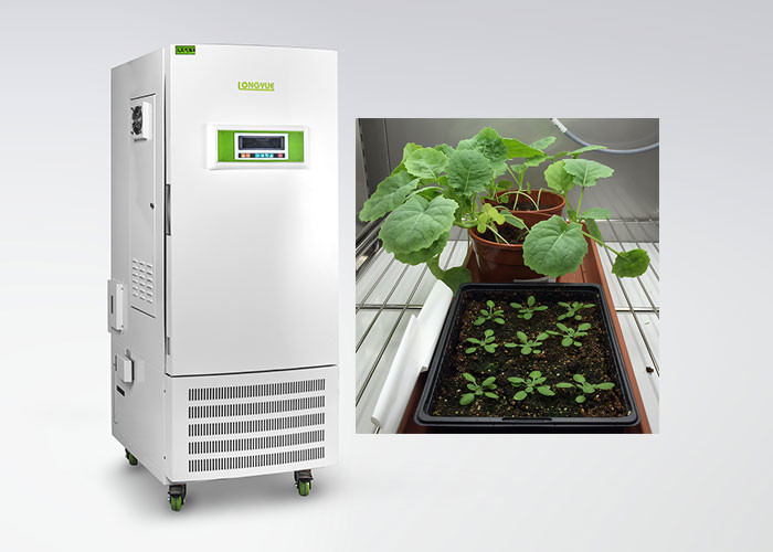 Câmara de crescimento vegetal do controle de umidade do CE para o tipo especial de cultura de tecido de planta