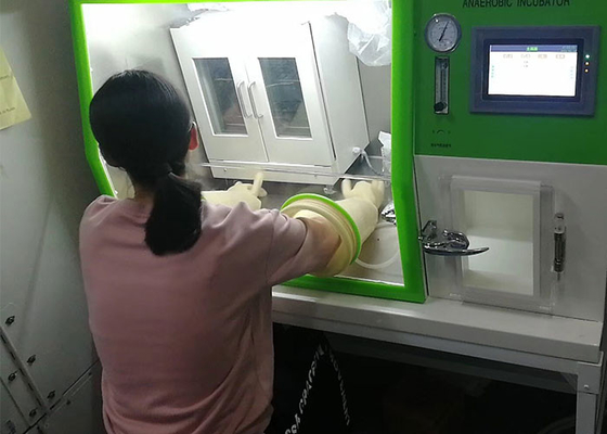 Câmara ambiental da incubadora anaeróbica do laboratório para a cultura LAI-3T das bactérias